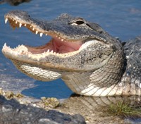 Alligator in Everglades National Park